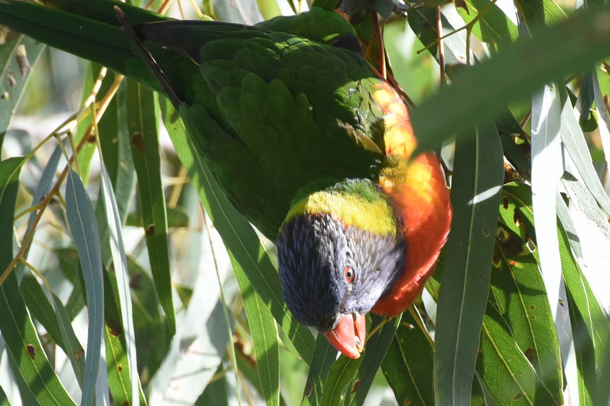 Rainbow Lorikeet - Christopher Brown