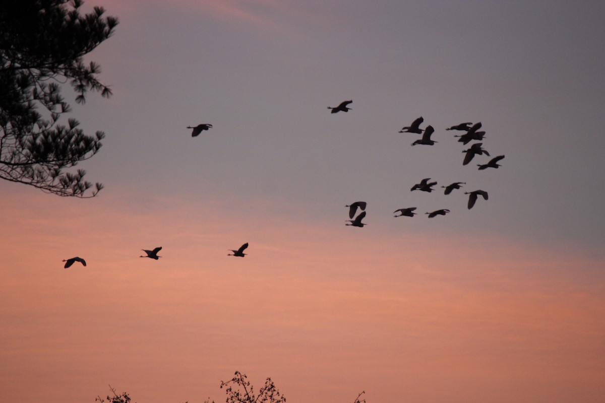 Koartza zuria - ML261558971