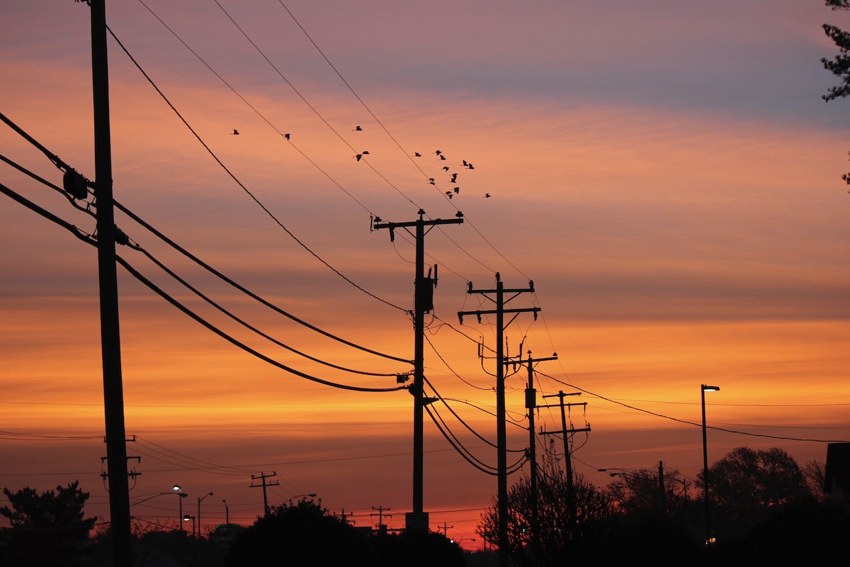 Koartza zuria - ML261559001