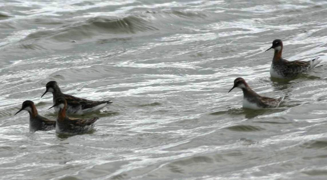 Red-necked Phalarope - ML261559301