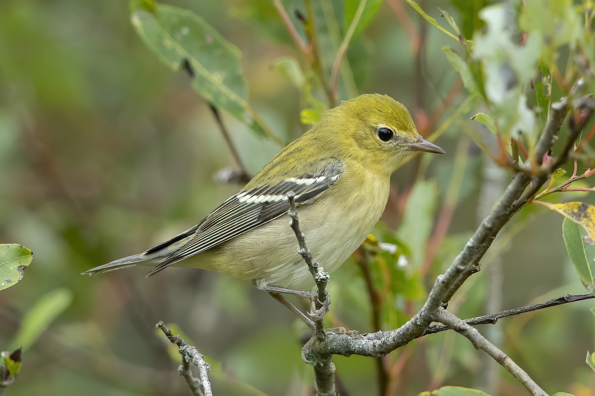 Bay-breasted Warbler - Peter Hawrylyshyn