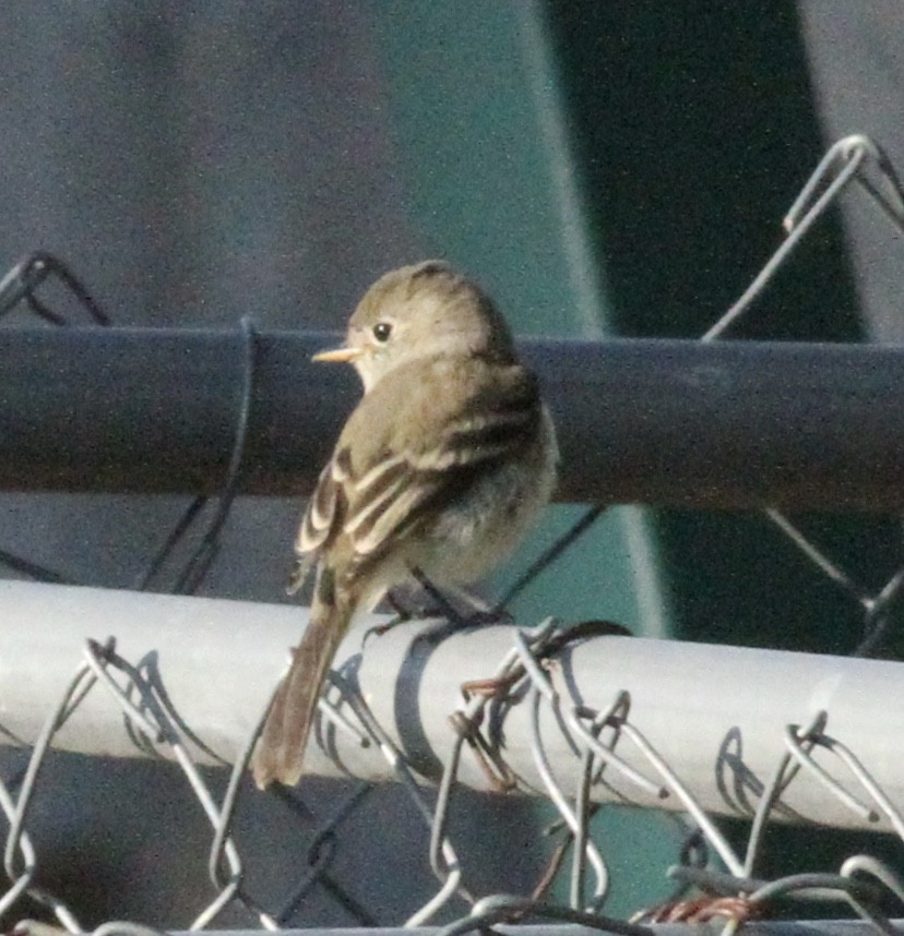 Gray Flycatcher - ML261559931