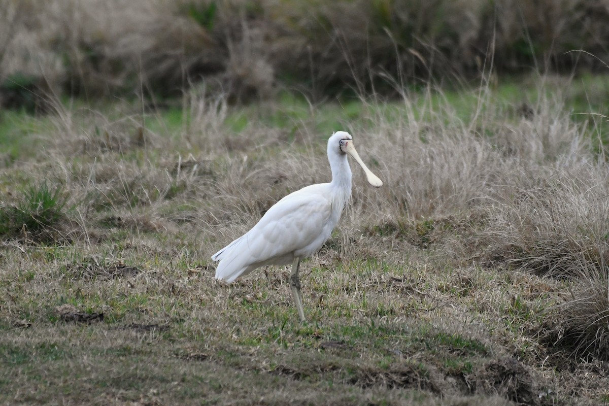 Yellow-billed Spoonbill - ML261561991