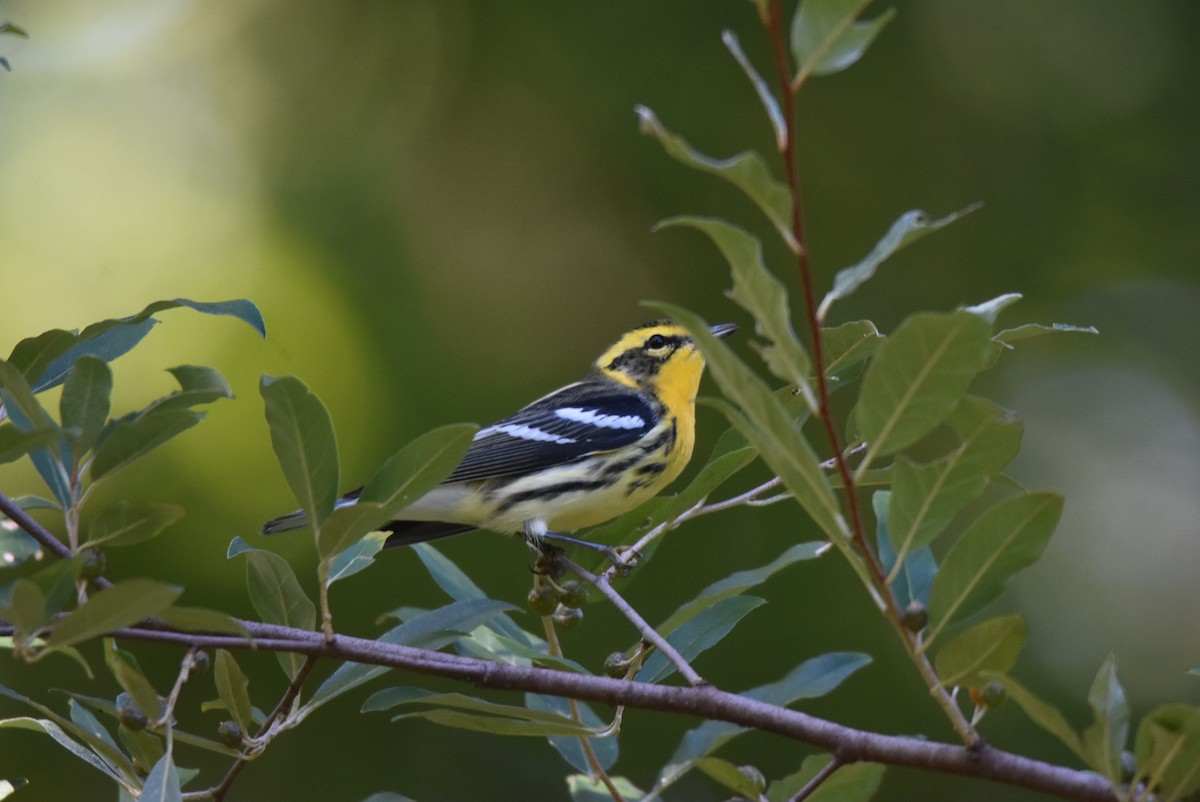 Blackburnian Warbler - ML261564291