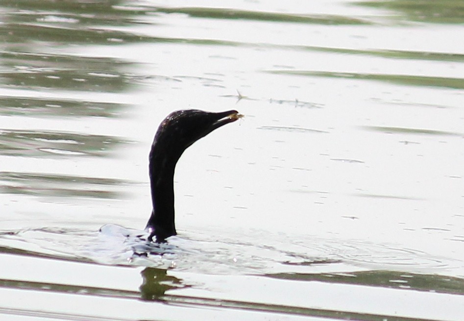 Little Cormorant - CHANDRA BHUSHAN