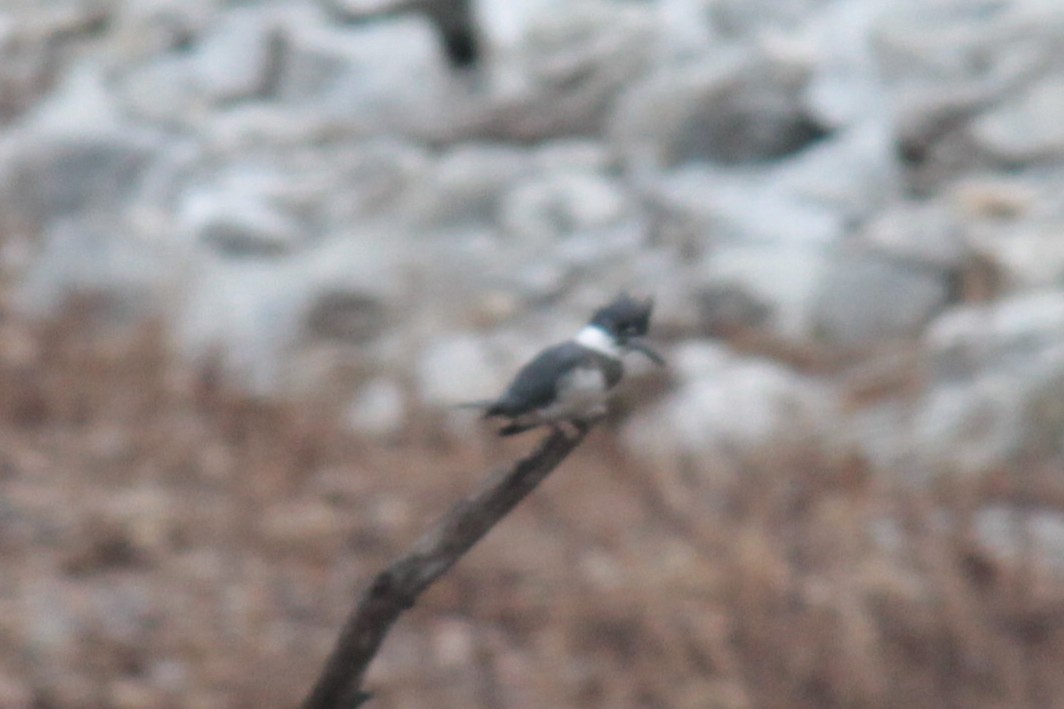 Belted Kingfisher - ML26156571