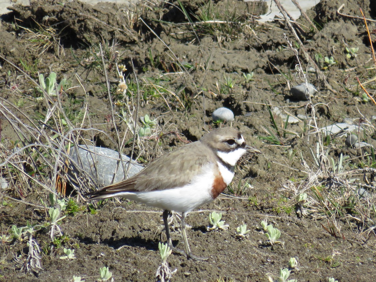 Double-banded Plover - ML261565761