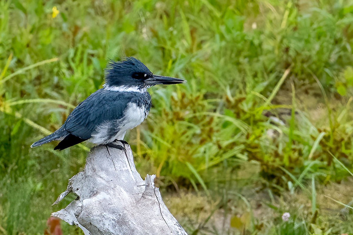 Belted Kingfisher - ML261567741