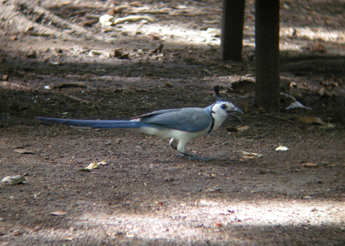 White-throated Magpie-Jay - ML261571551