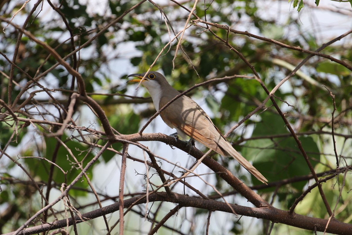 Yellow-billed Cuckoo - ML261571561