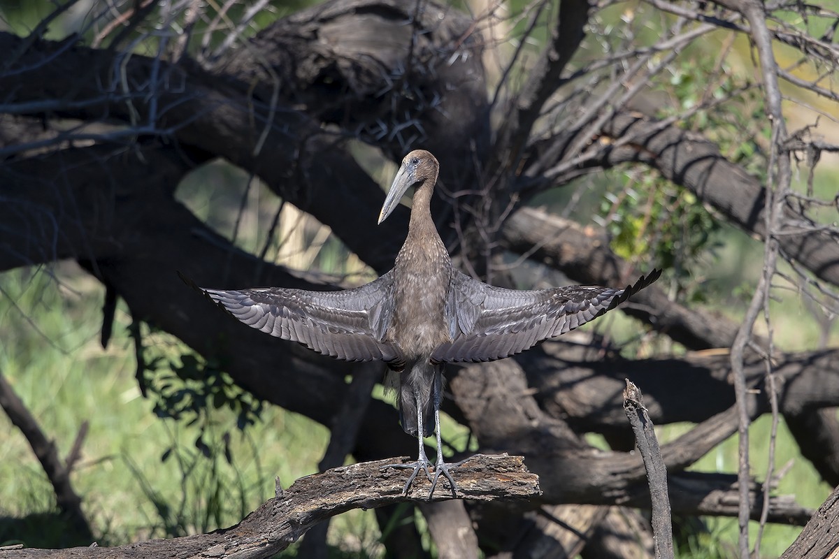 African Openbill - ML261573231