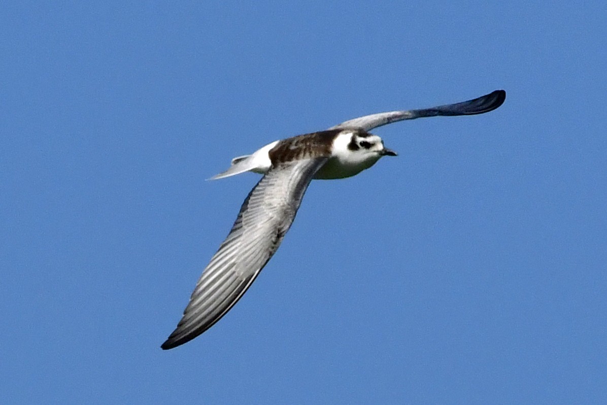 White-winged Tern - ML261573391
