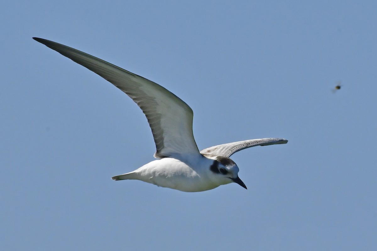 White-winged Tern - ML261573411