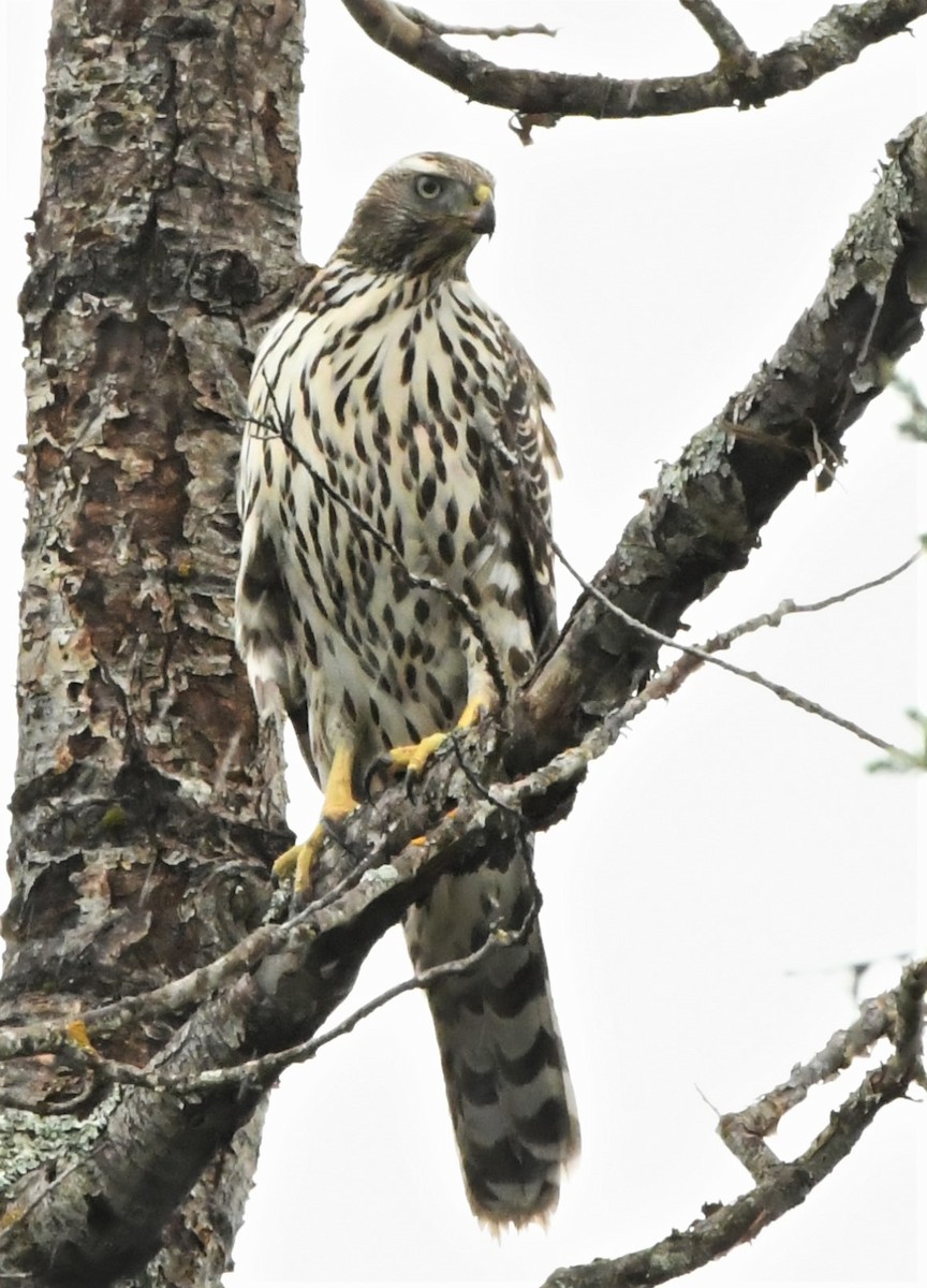 American Goshawk - ML261576231