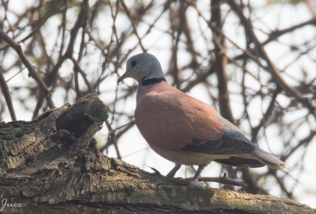 Red Collared-Dove - ML261576591