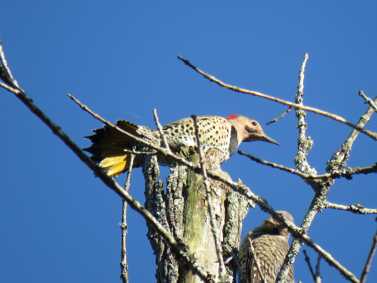 Northern Flicker - ML261577851