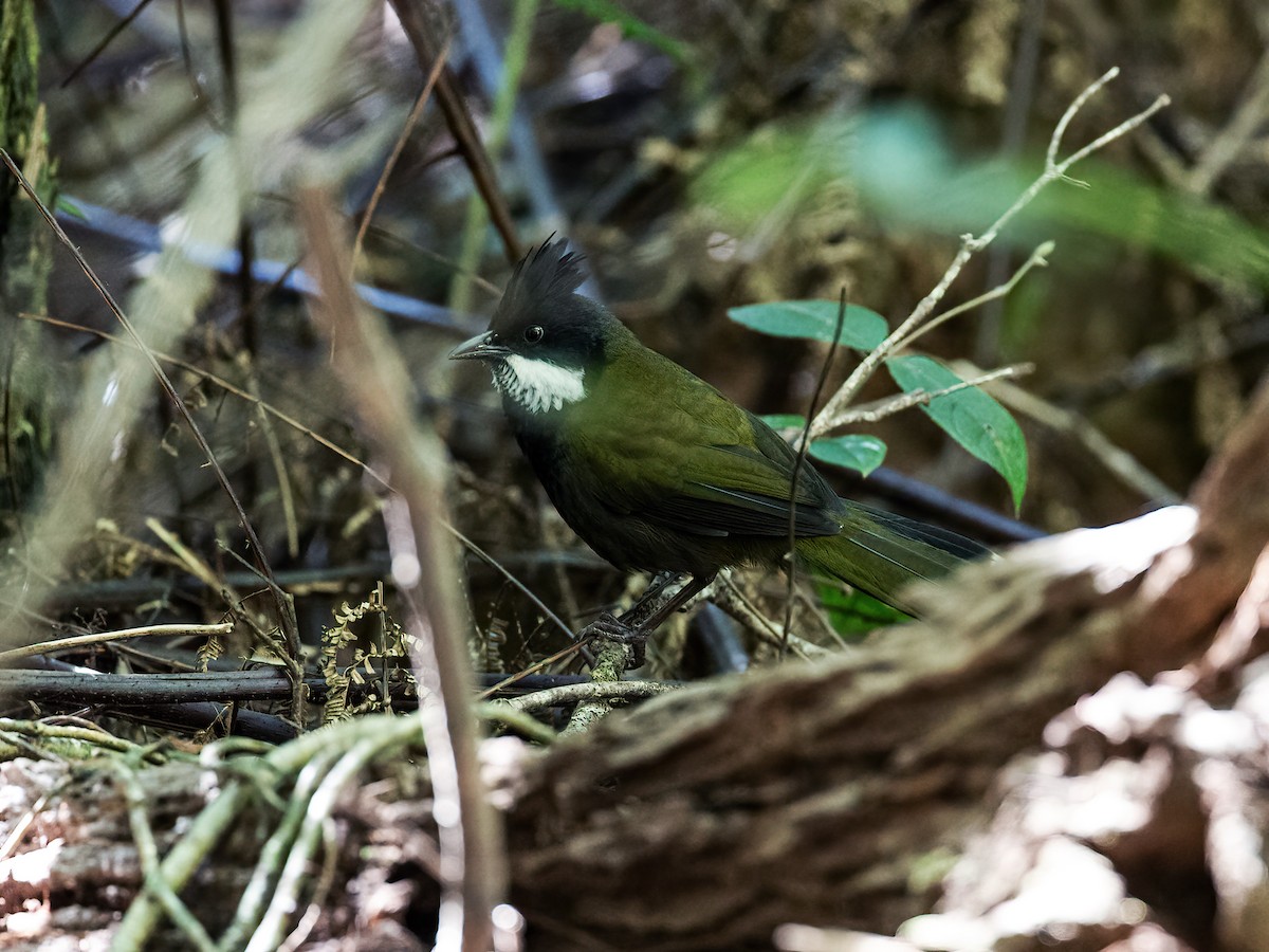 Eastern Whipbird - ML261579721