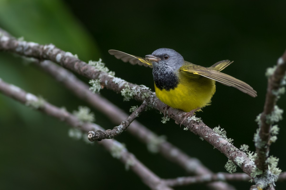 Mourning Warbler - ML261581391