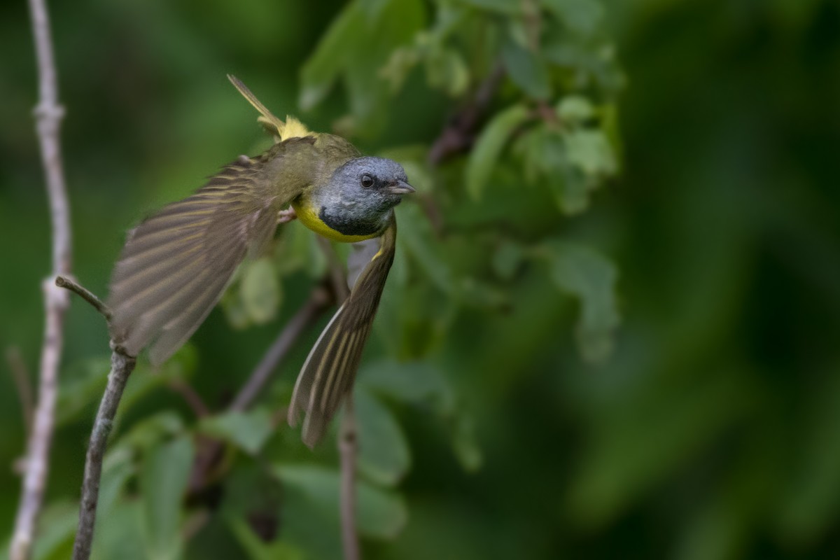 Mourning Warbler - ML261581491