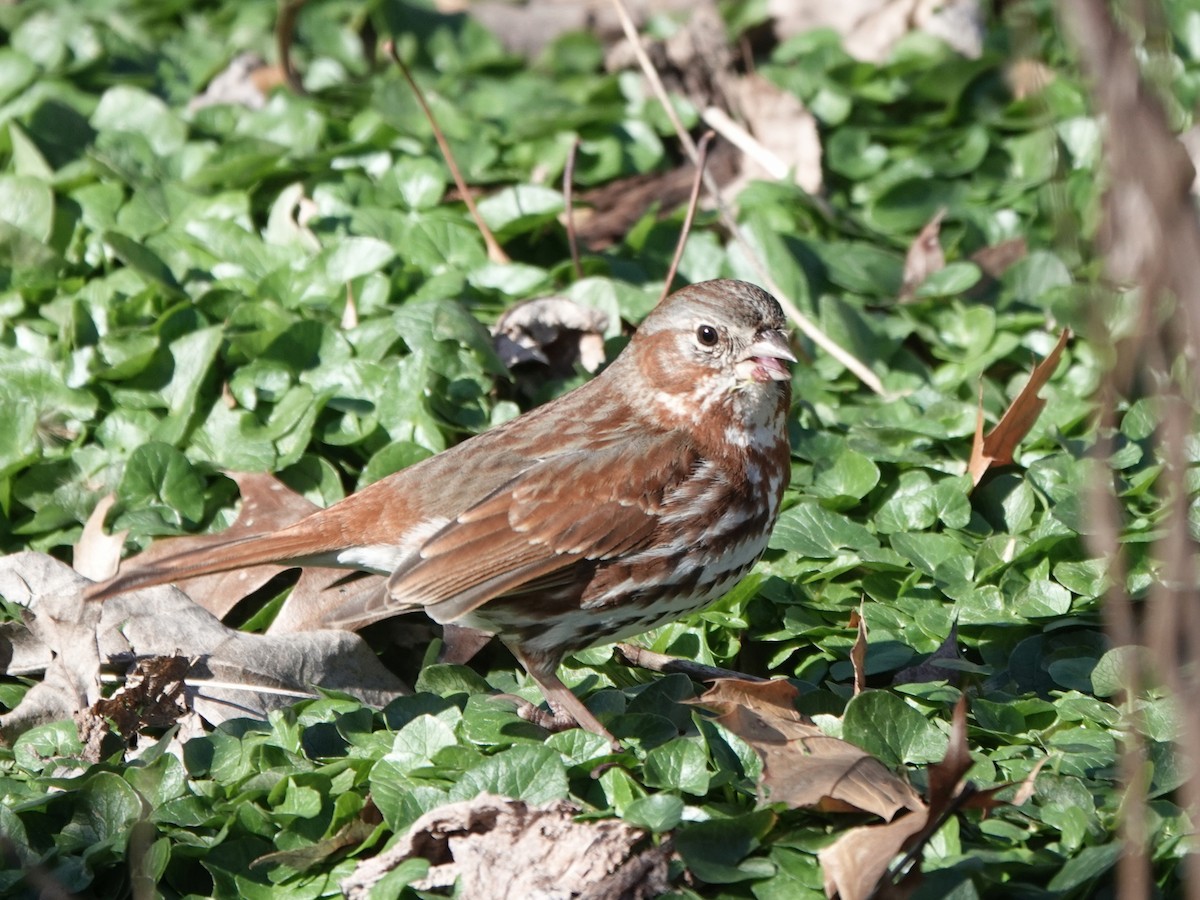 Fox Sparrow - ML261582771