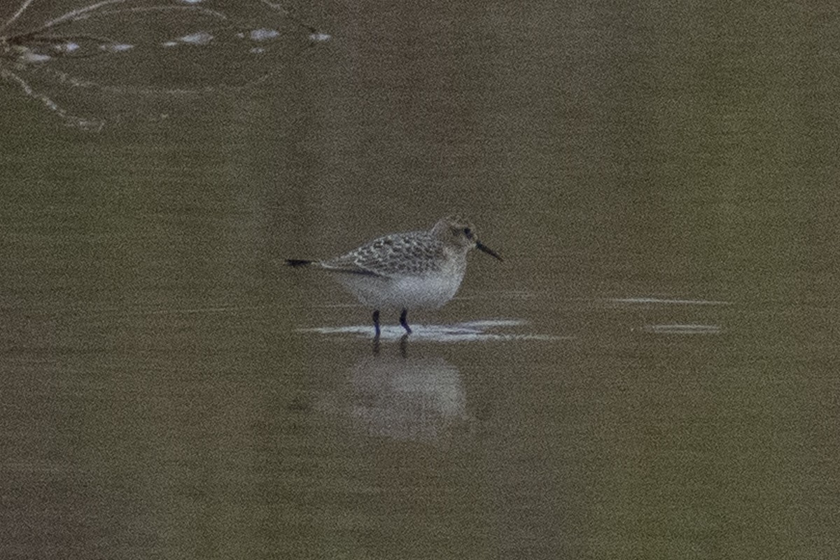 Baird's Sandpiper - ML261584351