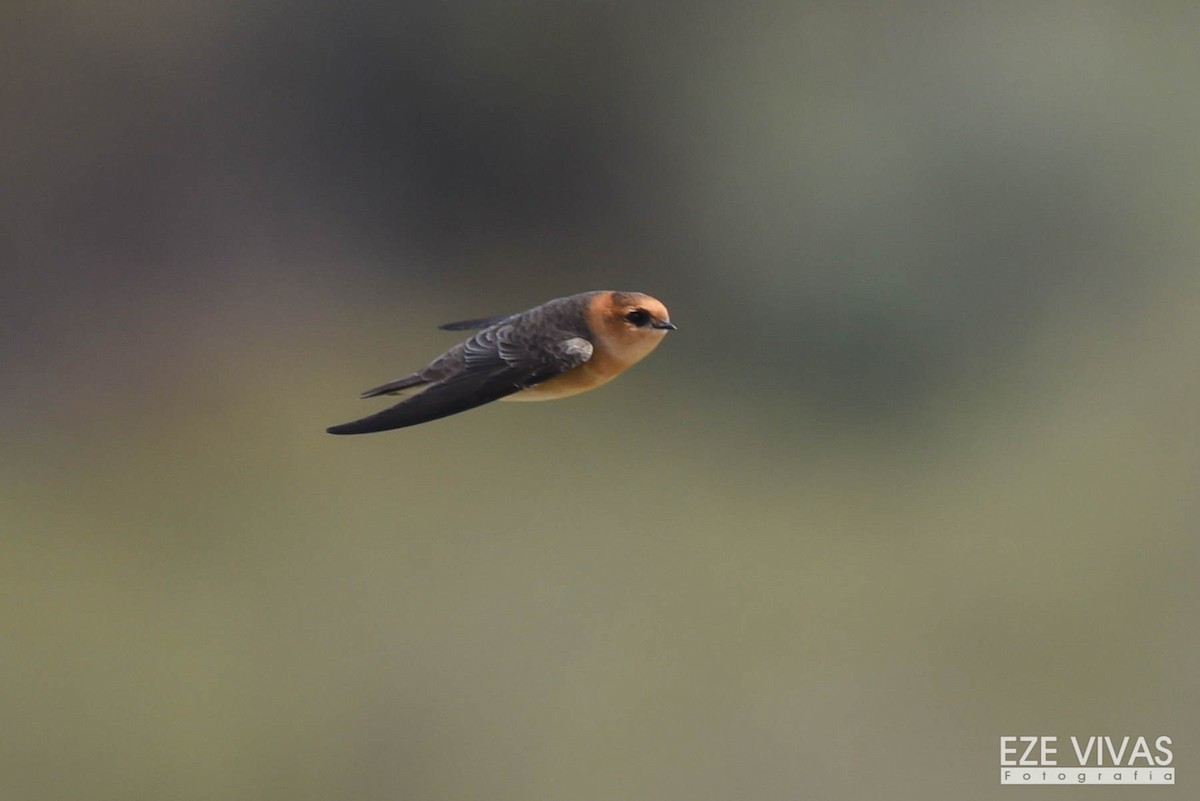 Tawny-headed Swallow - Ezequiel Vivas