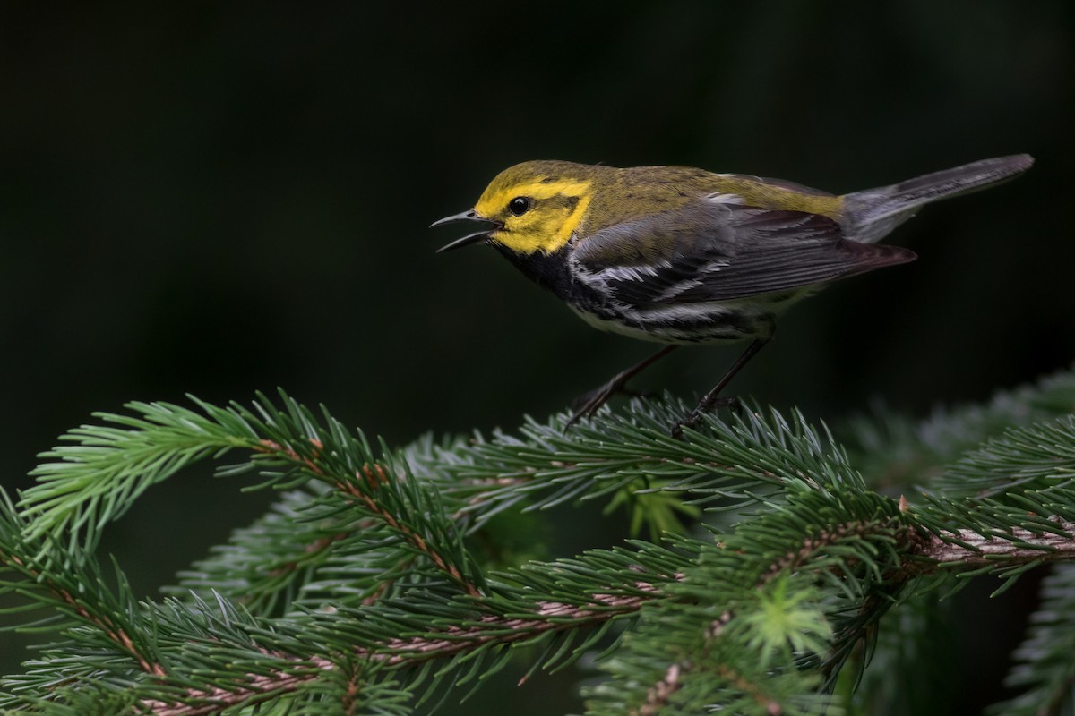 Black-throated Green Warbler - ML261587911