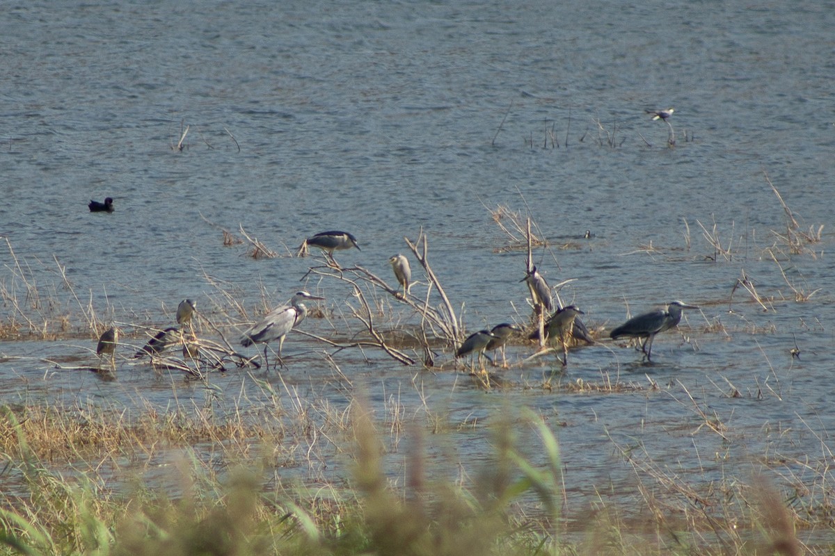 Black-crowned Night Heron - ML261590391