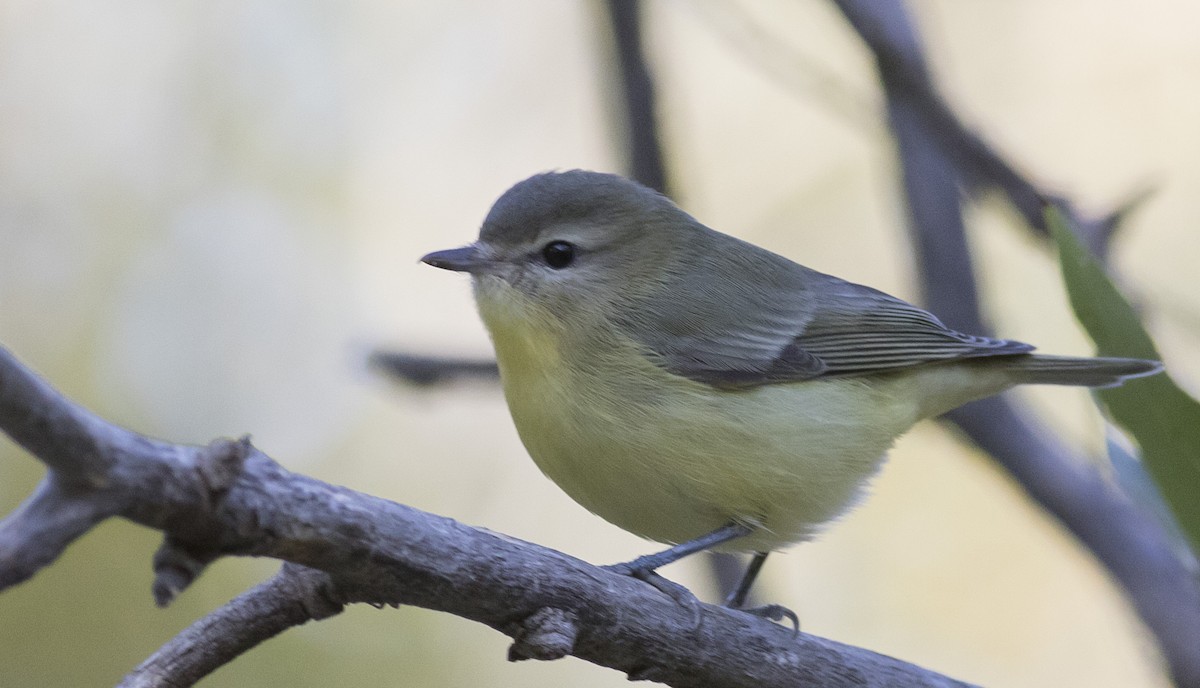 Philadelphia Vireo - ML261591881