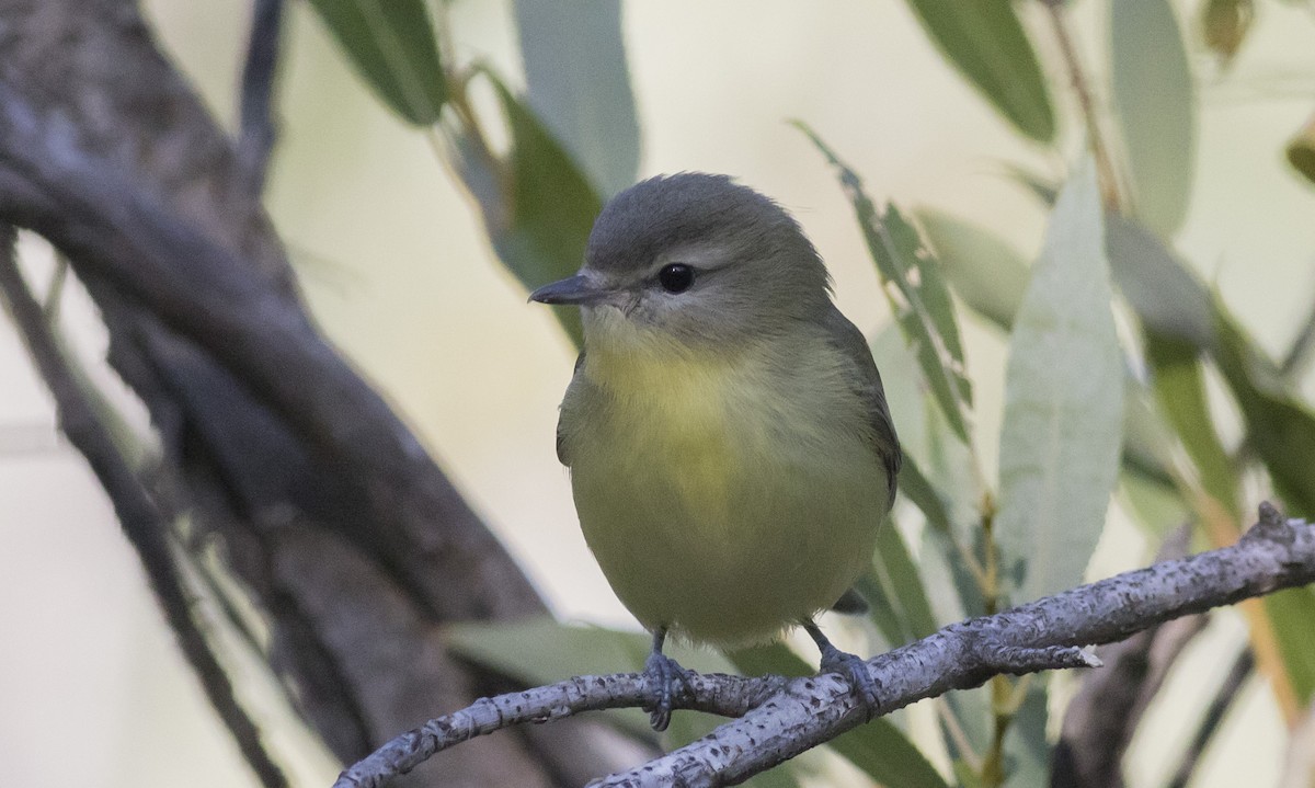 Philadelphia Vireo - ML261591891