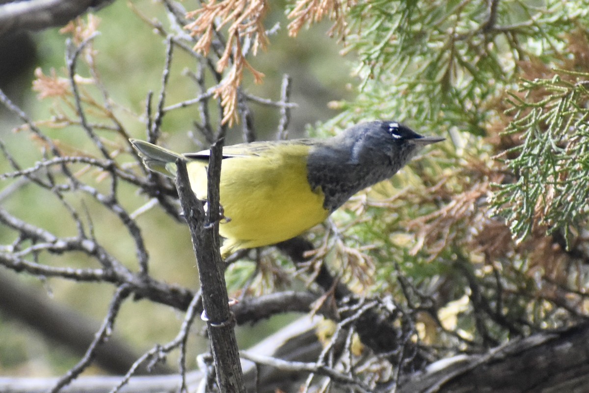 MacGillivray's Warbler - ML261592461