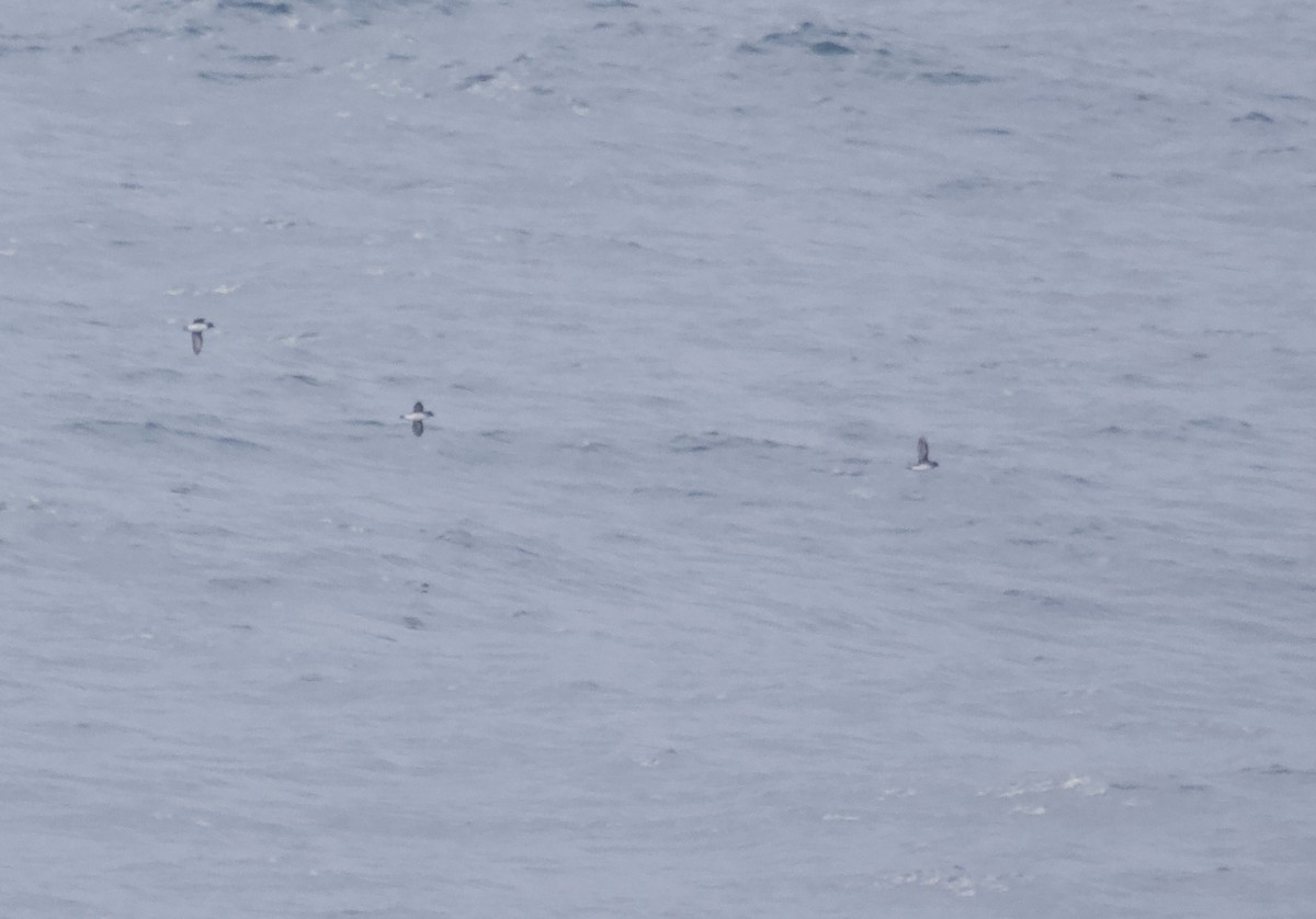 Cassin's Auklet - Ben Lagasse