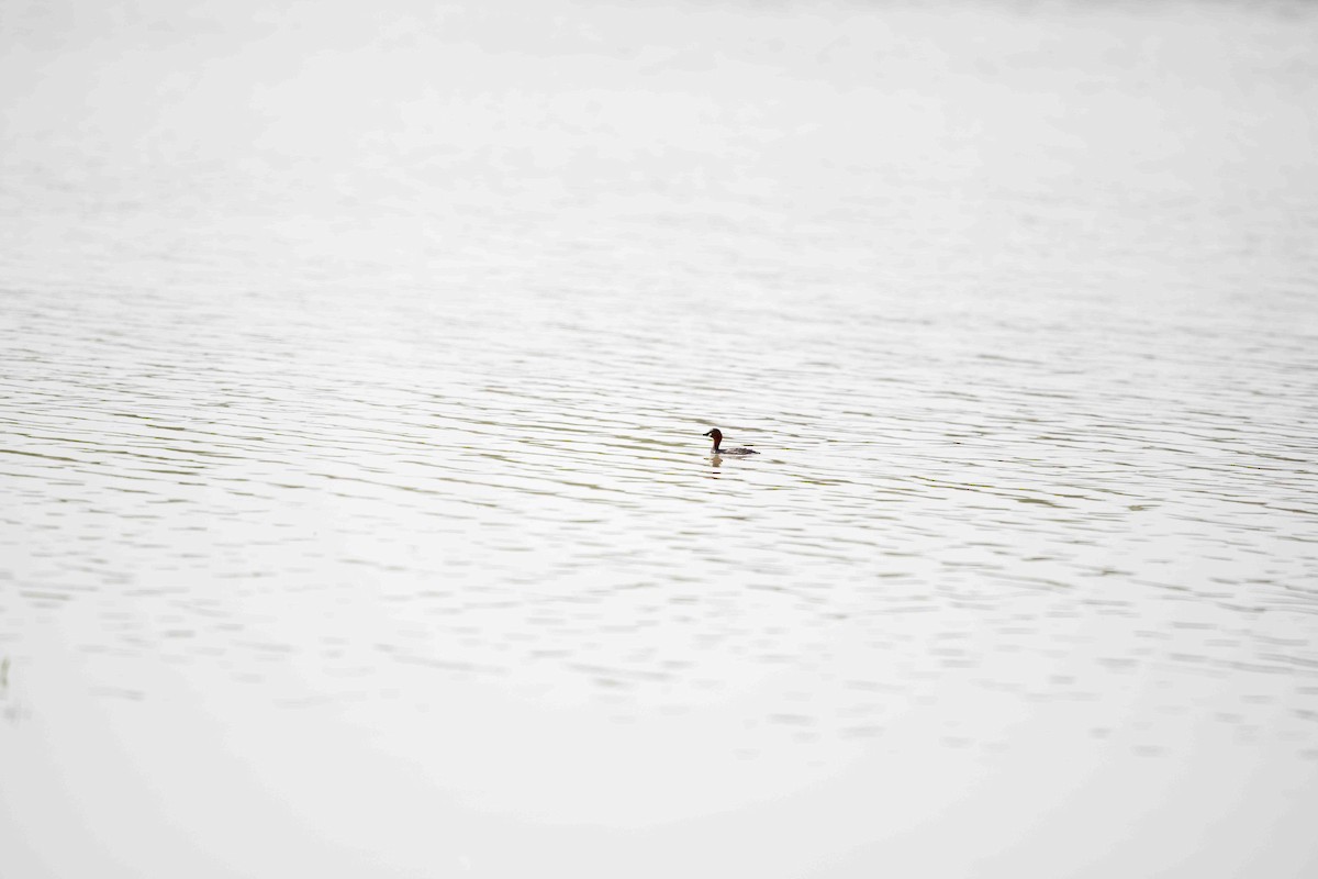 Little Grebe - ML261594141