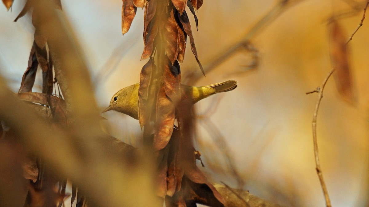 Orangefleck-Waldsänger - ML261594451