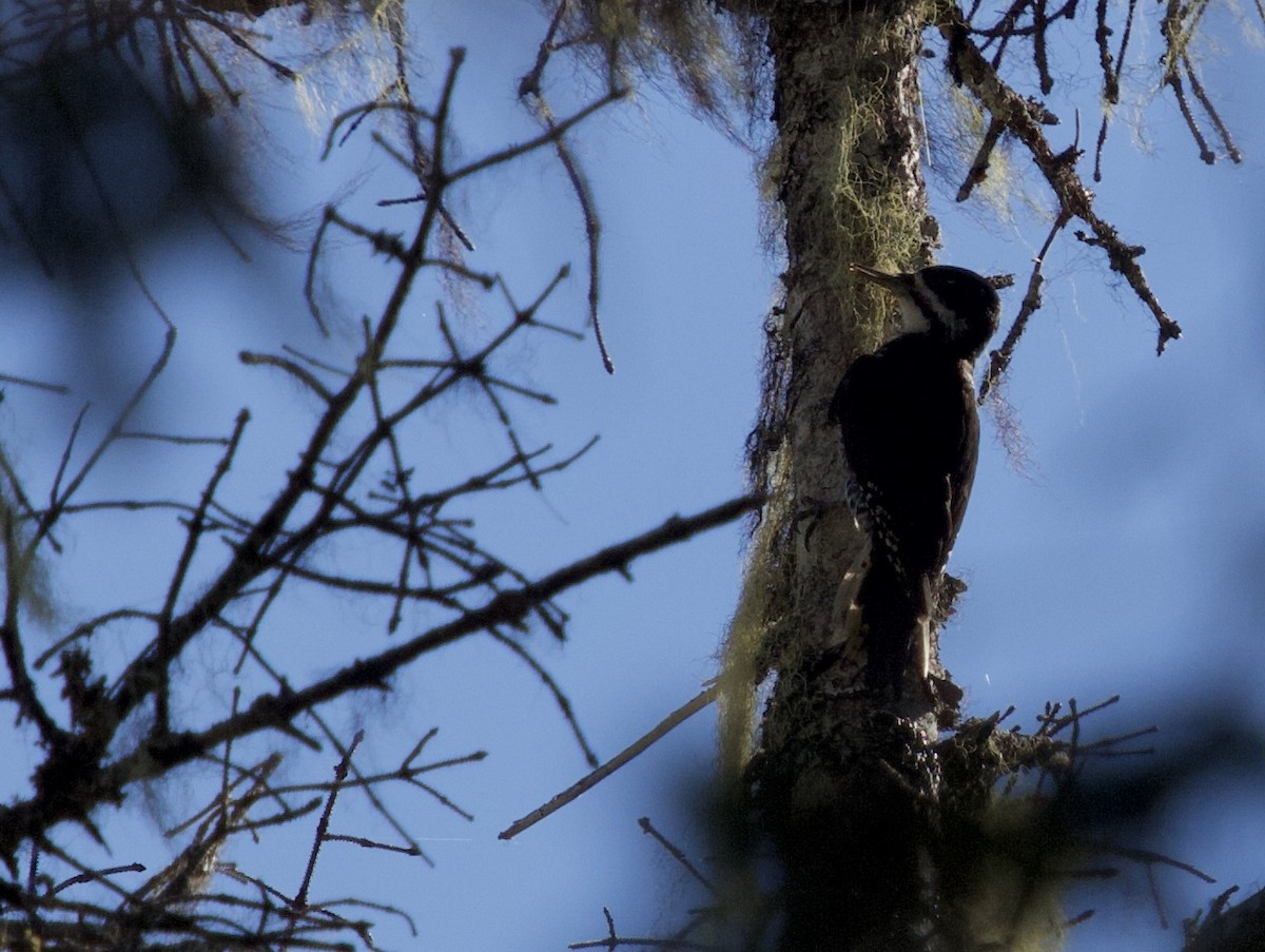 Black-backed Woodpecker - ML261596071