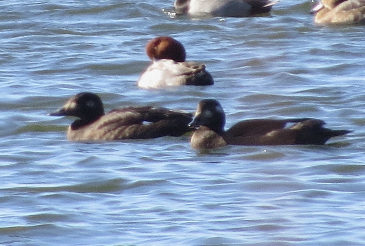 White-winged Scoter - ML261596141