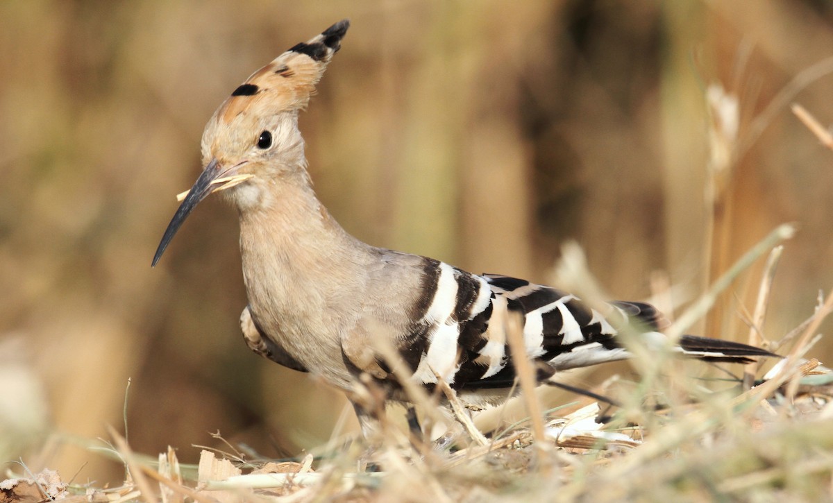 Eurasian Hoopoe - ML261596591