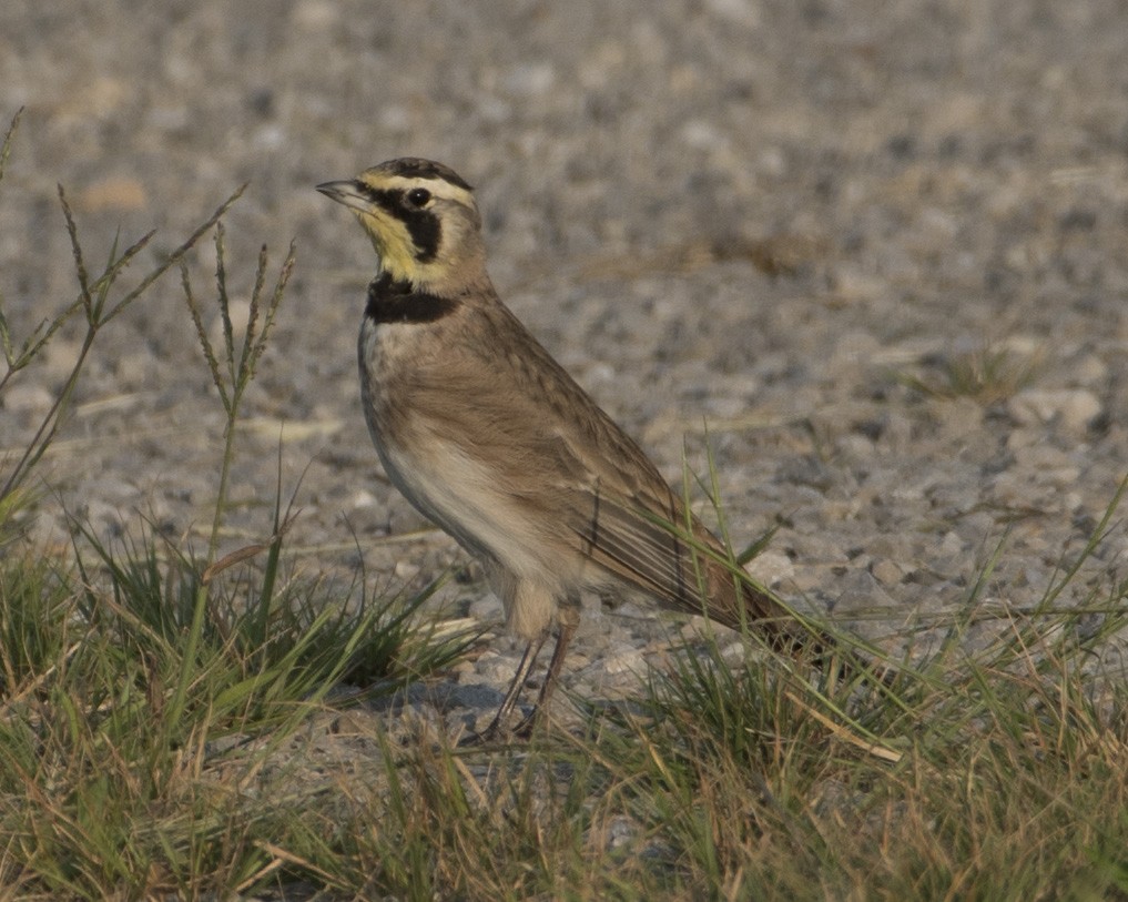 Horned Lark - Anita Frazer