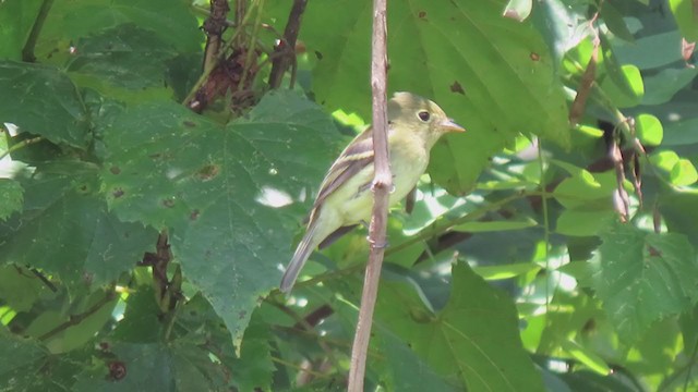 Yellow-bellied Flycatcher - ML261599841