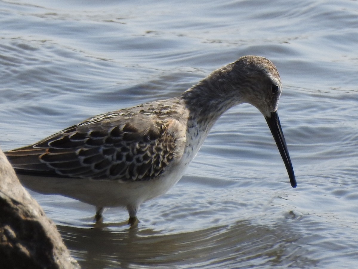 Stilt Sandpiper - ML261601501