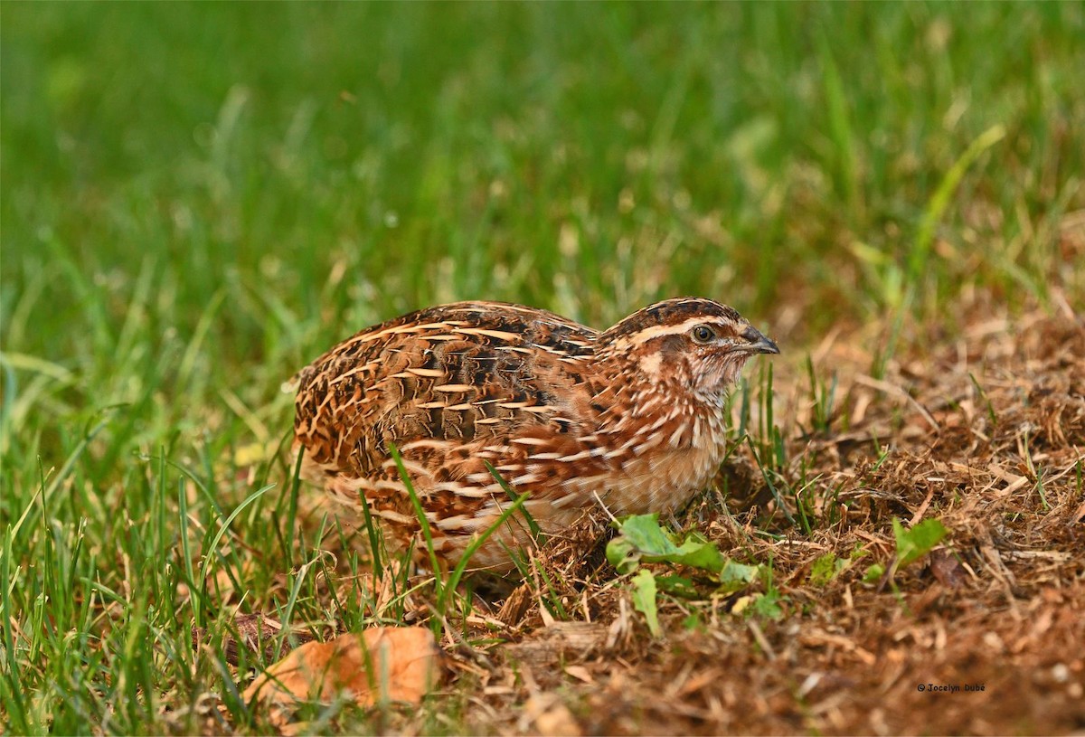 Japanese Quail - Jocelyn Dubé