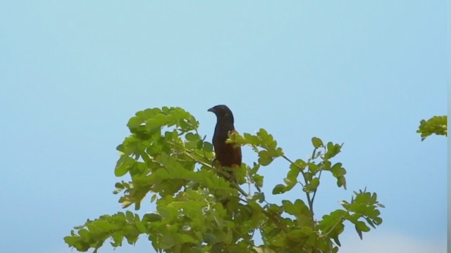 Coucal rufin - ML261602251