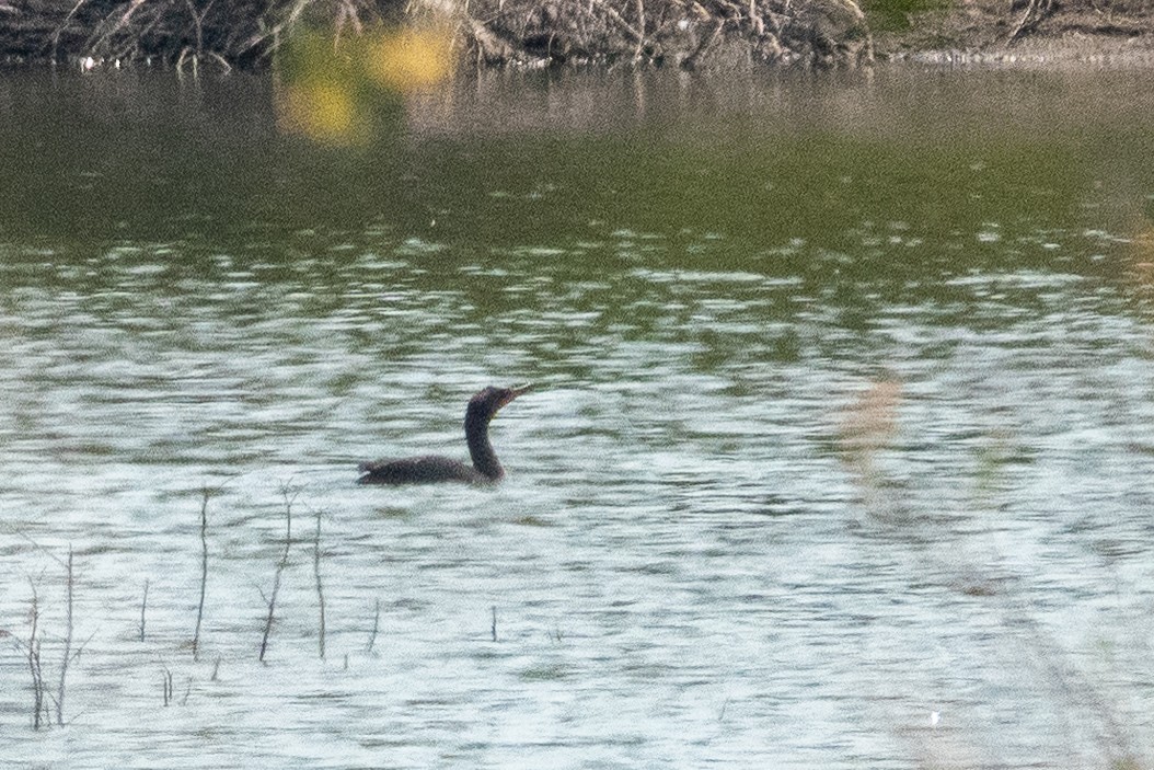 Double-crested Cormorant - Bob & Bettina Arrigoni