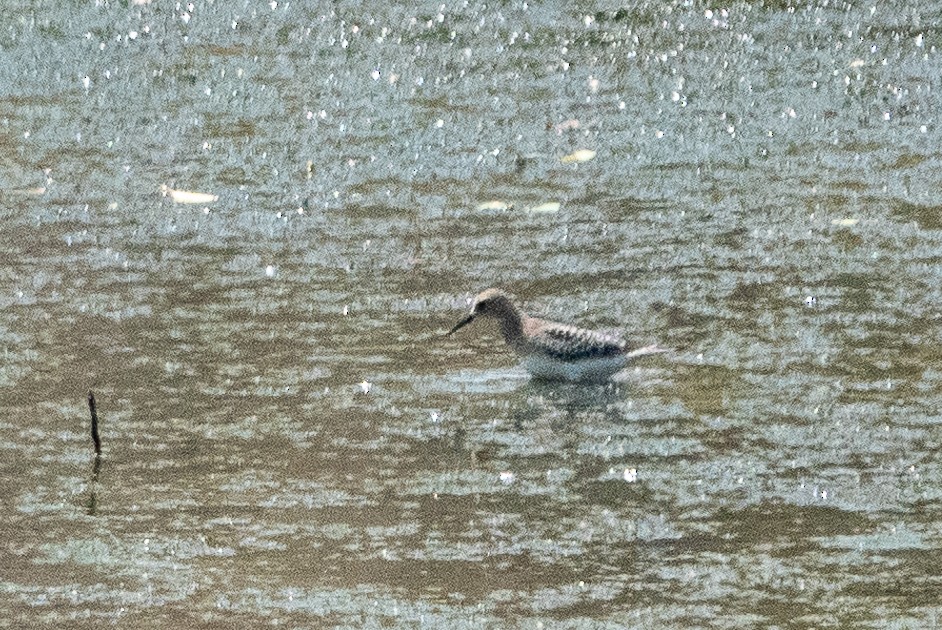 gulbrystsnipe - ML261603931