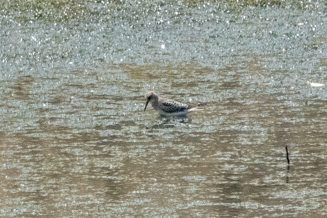 Baird's Sandpiper - ML261603941