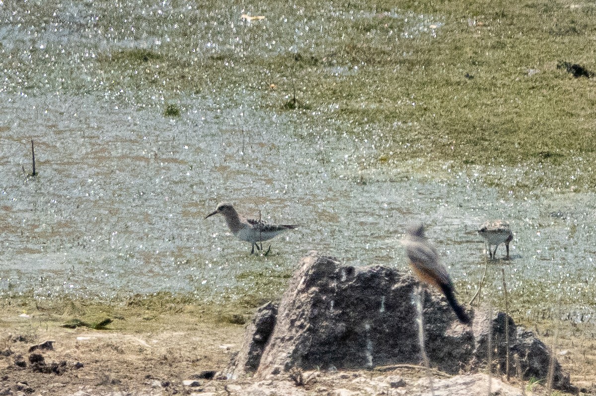 gulbrystsnipe - ML261603971