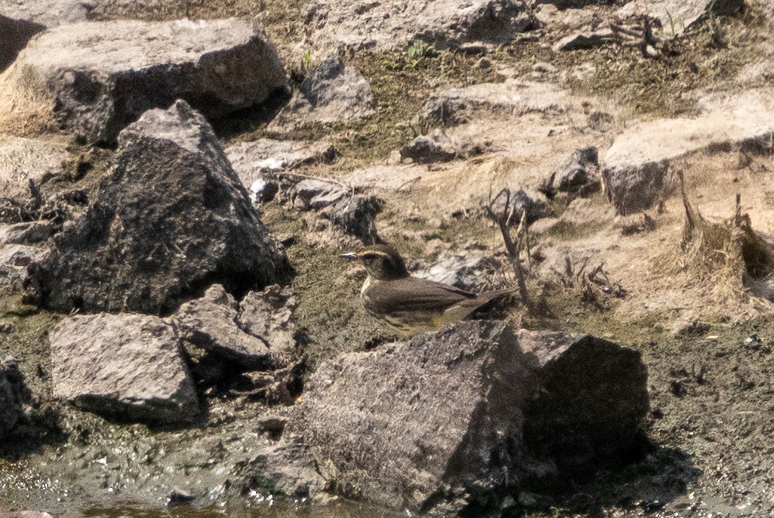 Northern Waterthrush - Bob & Bettina Arrigoni