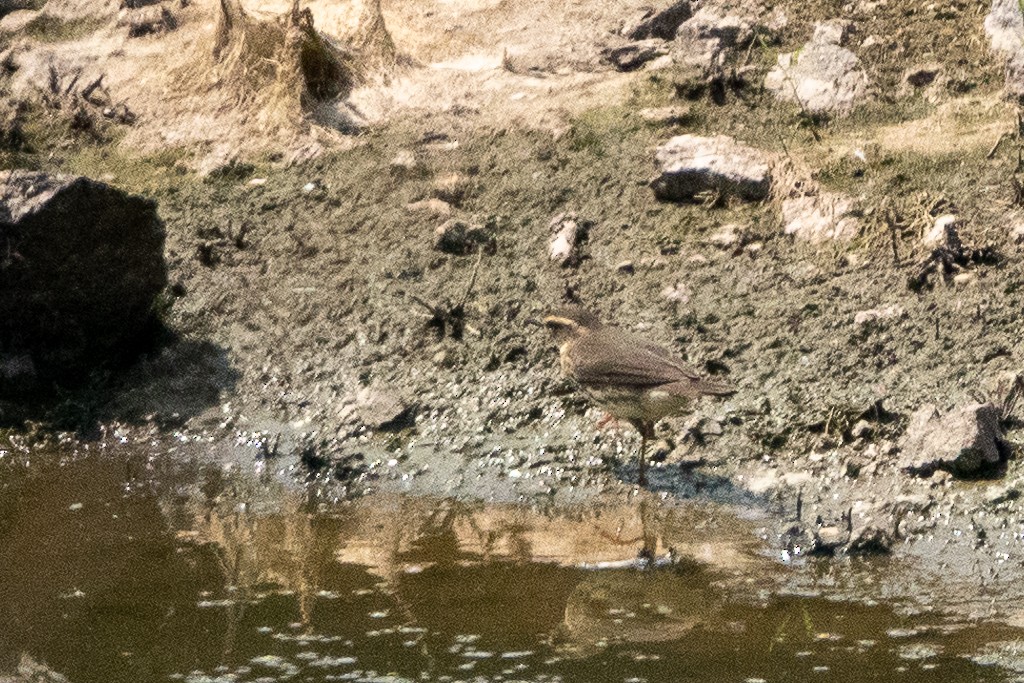 Northern Waterthrush - ML261604131