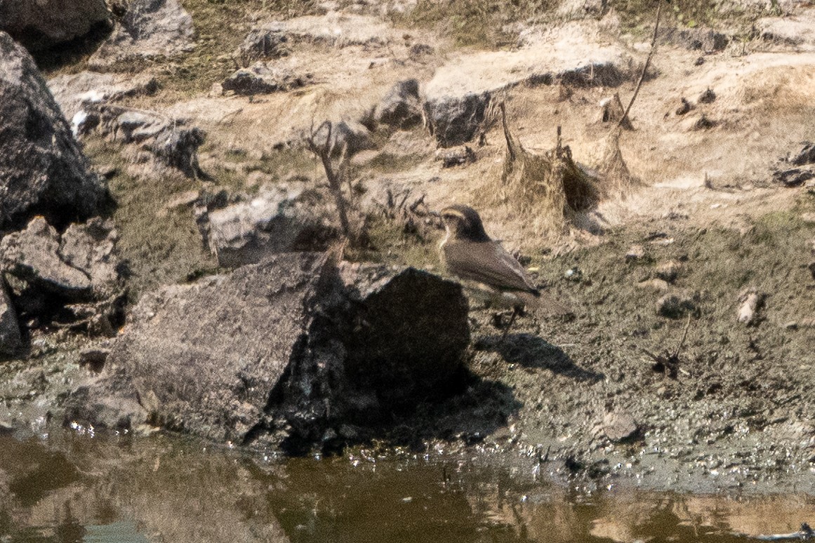 Northern Waterthrush - ML261604161