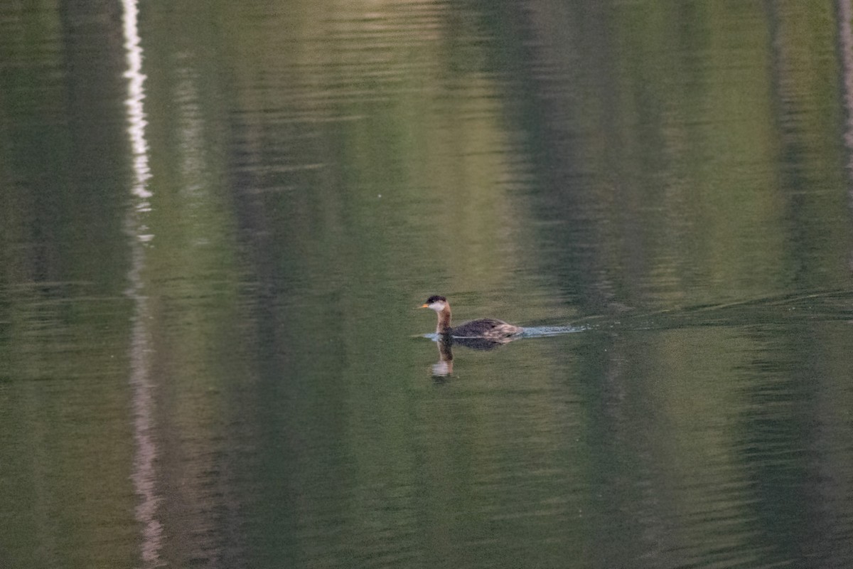 Red-necked Grebe - ML261604471